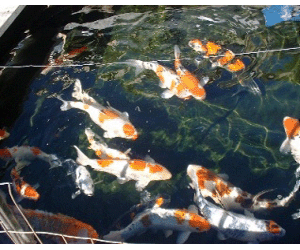 Koi Care